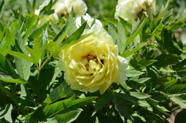Sarı şakayık çiçekleri güneşli bahar gününde yeşil yapraklarda açar.
