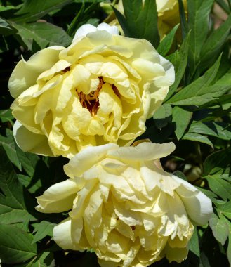 Güneşli bahar gününde bahçede iki sarı şakayık çiçeği.