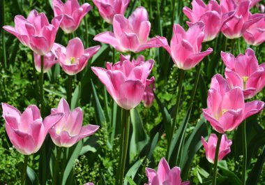 Pembe lale grupları güneşli bir günde bahçede çiçek açar.