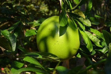 Shadows on the crescentia cujete fruit hang on the tree in sunny day clipart