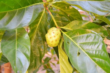 Bahçedeki dalda bir tane olgun olmayan meyve var.