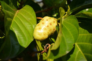 Güneşli bir günde bahçede, dalda asılı bir uni meyve