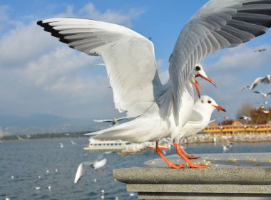 Beslenmek için platformda duran iki Beyaz Larus saçmalığı--
