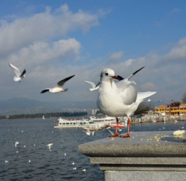 Güneşli bir sabahta geriye bakan bir Beyaz Larus kargaşası.
