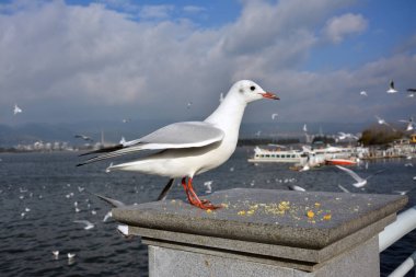 Beyaz Larus ridibundus güneşli bir günde yemi almak için platformda duruyor.