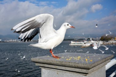 Güneşli bir günde bir Beyaz Larus ridibundus kanatlarını açar.