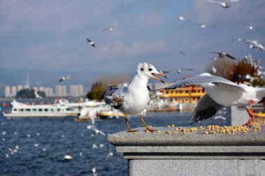 İki Larus ridibundus güneşli bir sabahta platformda yem için savaşıyor.