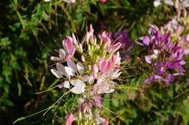 Pembe ve beyaz örümcek çiçekleri, güneşli bir öğleden sonra bahçede uzun süre çiçek açar.