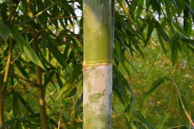 Düz yeşil bambu gövdesi taze derisini gösterir.