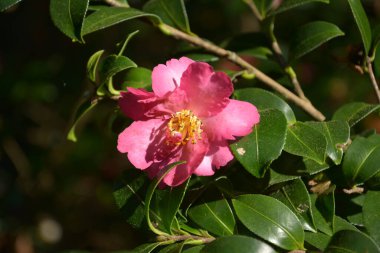 Kırmızı kamelya çiçekleri ve sarı kamelya çiçekleri.