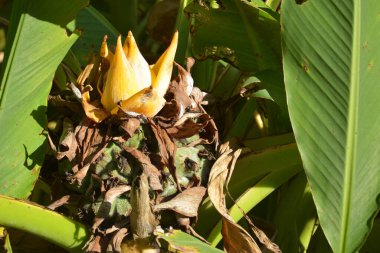 One isolated ensete lasiocarpum blossoms in sunny afternoon clipart