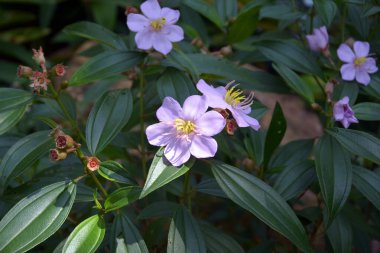 Pink Melastoma dodecandrum flowers blossoms in the bush in sunny day clipart