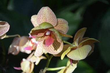 Kırmızı damarları olan sarı falaenopsis güneşli bir öğleden sonra bahçede çiçek açar.