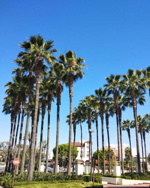 Los Angeles 'taki Union İstasyonu meydanında mavi gökyüzünün altındaki yüksek palmiye ağaçları