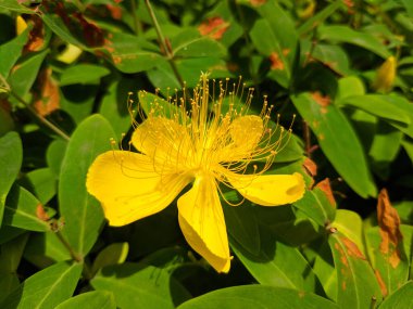 One yellow Hypericum androsaemum blossoms with long stamens in sunny day in the garden clipart