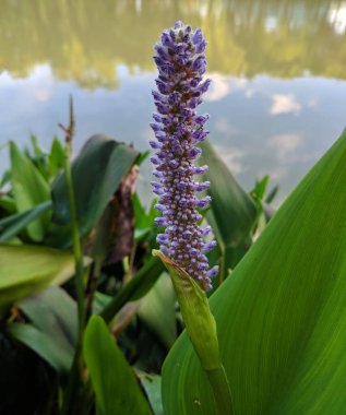 High purple Pontederia cordata ready to blossom near the river in the summer clipart