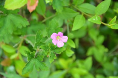Bir adet mor biophytum duyarlı çiçek, bahçede yeşil yapraklarla çiçek açar.