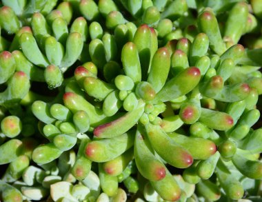 Güneşli bir günde Çin 'deki Lijiang of Yunnan' da kırmızı bluzlu yeşil Sedum pachyphyllum gülü.