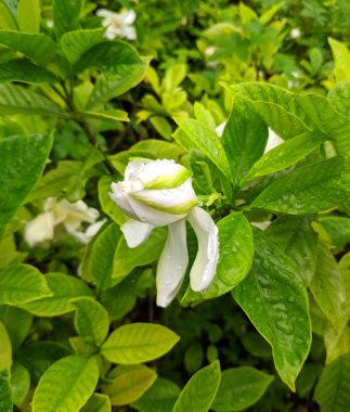 Yağmurdan sonra yeşil yapraklı beyaz gardenya tomurcuğu..