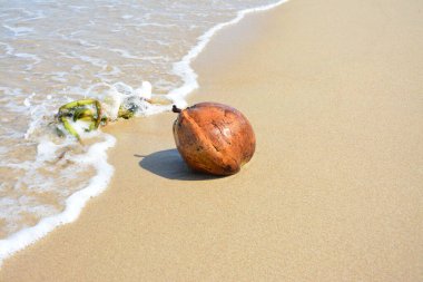 Kahverengi hindistan cevizi ve deniz yosunu güneşli bir öğleden sonra kumsalda