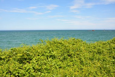 Çin 'in Hainan şehrinde güneşli bir günde mavi deniz kenarında yeşil bitkiler.