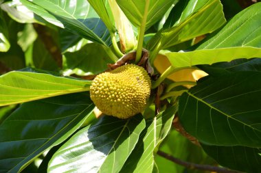 Güneş ışığının altında Artocarpus incisa meyvesi.