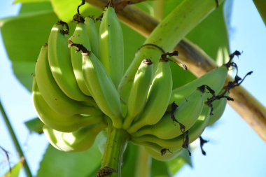 Güneşli bir sabah Hainan 'da ağaçta çiğ muz.