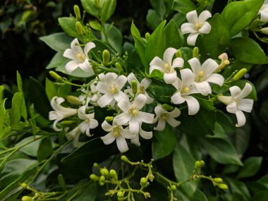 Bahçede beyaz çiçek grupları.