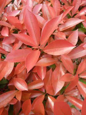 Çiçekler gibi kırmızı yapraklar.