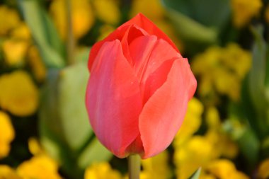 Güneşli bir öğleden sonra açmaya hazır bir lale.