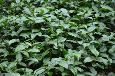 Fujian Çin 'inde yağlı yeşil çay ağacı