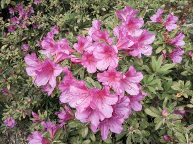 Bahçede yeşil yapraklı Azalea çiçekleri