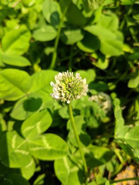 Güneşli bir öğleden sonra bahçede küçük beyaz çiçekler açar.