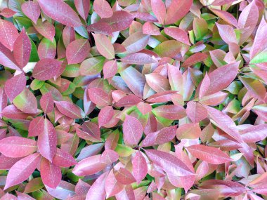 Kırmızı yeni yapraklar baharda yeşile dönmeye başlar.