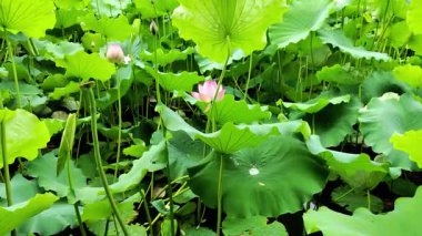 Pembe nilüfer çiçekleri parktaki gölette çiçek açar.