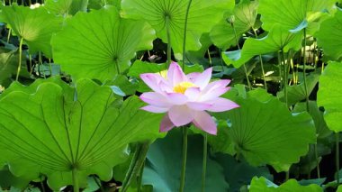 Büyük nilüfer çiçeği yeşil yaprakların ortasında çiçek açar.