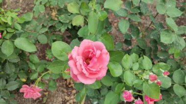 Pembe gül salıncak, çalılıklarda rüzgarla, güneşli öğleden sonra.