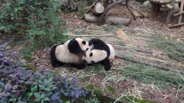 Çin 'de hayvanat bahçesinde kavga eden üç dev sevimli panda.