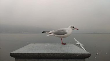 Beyaz bir larus ridibundus platformda yem arıyor ve bulutlu bir günde uçup gidiyor.