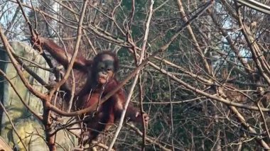 Güneşli bir günde hayvanat bahçesinde ağaçların arasında paldır küldür dolaşan bebek bir goril.