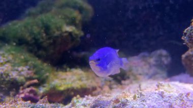 Akvaryumda mavi bir Sapphire şeytanı sallanıyor.