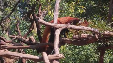 Kırmızı panda güneşli bir öğleden sonra hayvanat bahçesinde ağacın brach 'ında yürüyor.
