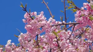 Pembe sakura dalları güneşli bahar gününde mavi gökyüzünün altında çiçek açar.