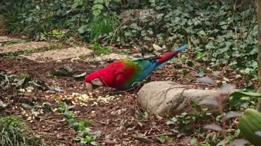 Renkli bir papağan hayvanat bahçesindeki yemi alır.