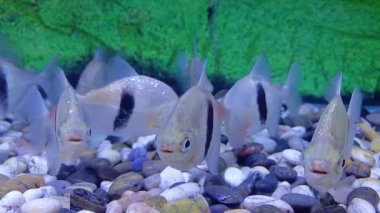 Akvaryumda sırayla Myleus Schomburgkii balık kuyruğu