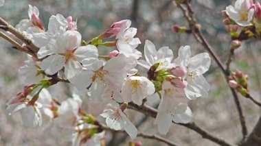 Pembe sakura çiçekleri bahar güneşli bir günde rüzgarla savruluyor.