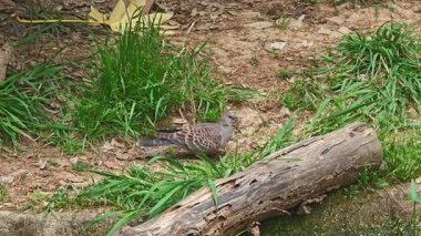 Kahverengi bir Coloful Piegon yerde yiyecek arıyor.