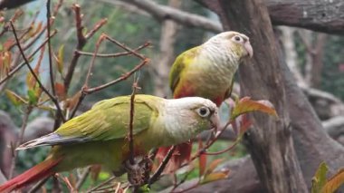 Sarı ve kırmızı kuveykır papağanları güneşli bir günde dalda oynarlar.