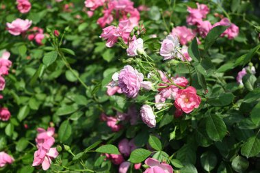 Güneşli bir günde yeşil yaprakların ortasında pembe ve beyaz güller