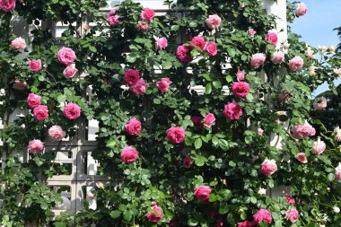 Güneşli bir günde bahçenin duvarında pembe ve kırmızı güller açar.